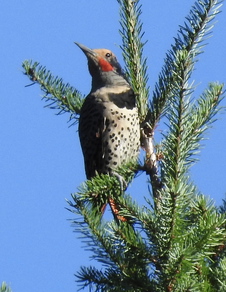 Northern Flicker - ML364397381