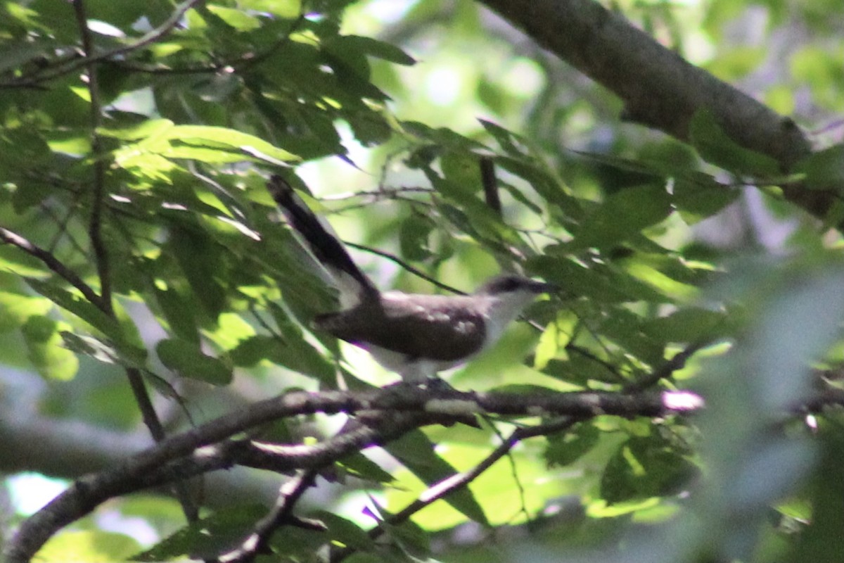 Yellow-billed Cuckoo - ML364398181