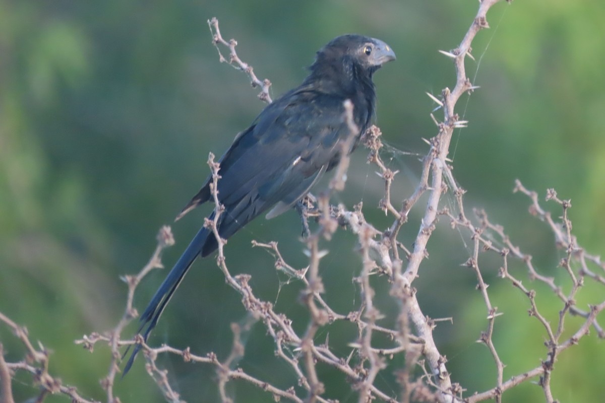 Groove-billed Ani - ML364401751