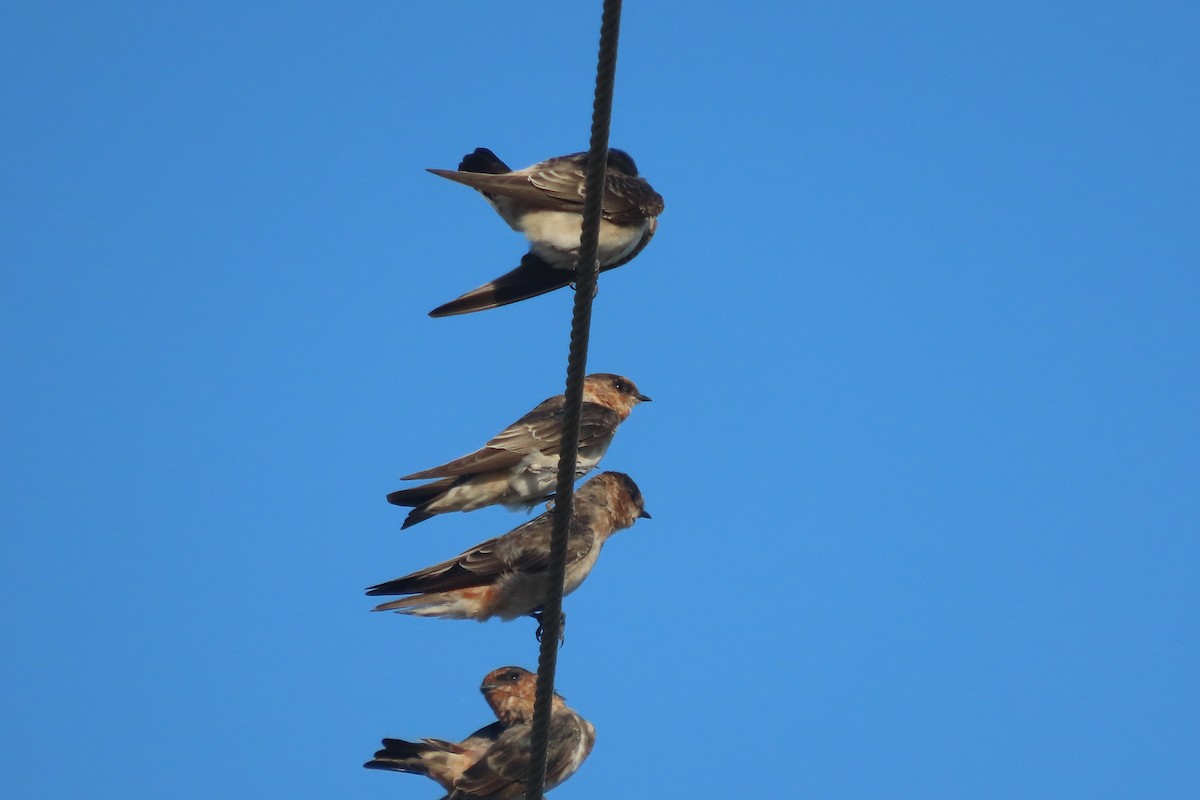 Cave Swallow - ML364402601