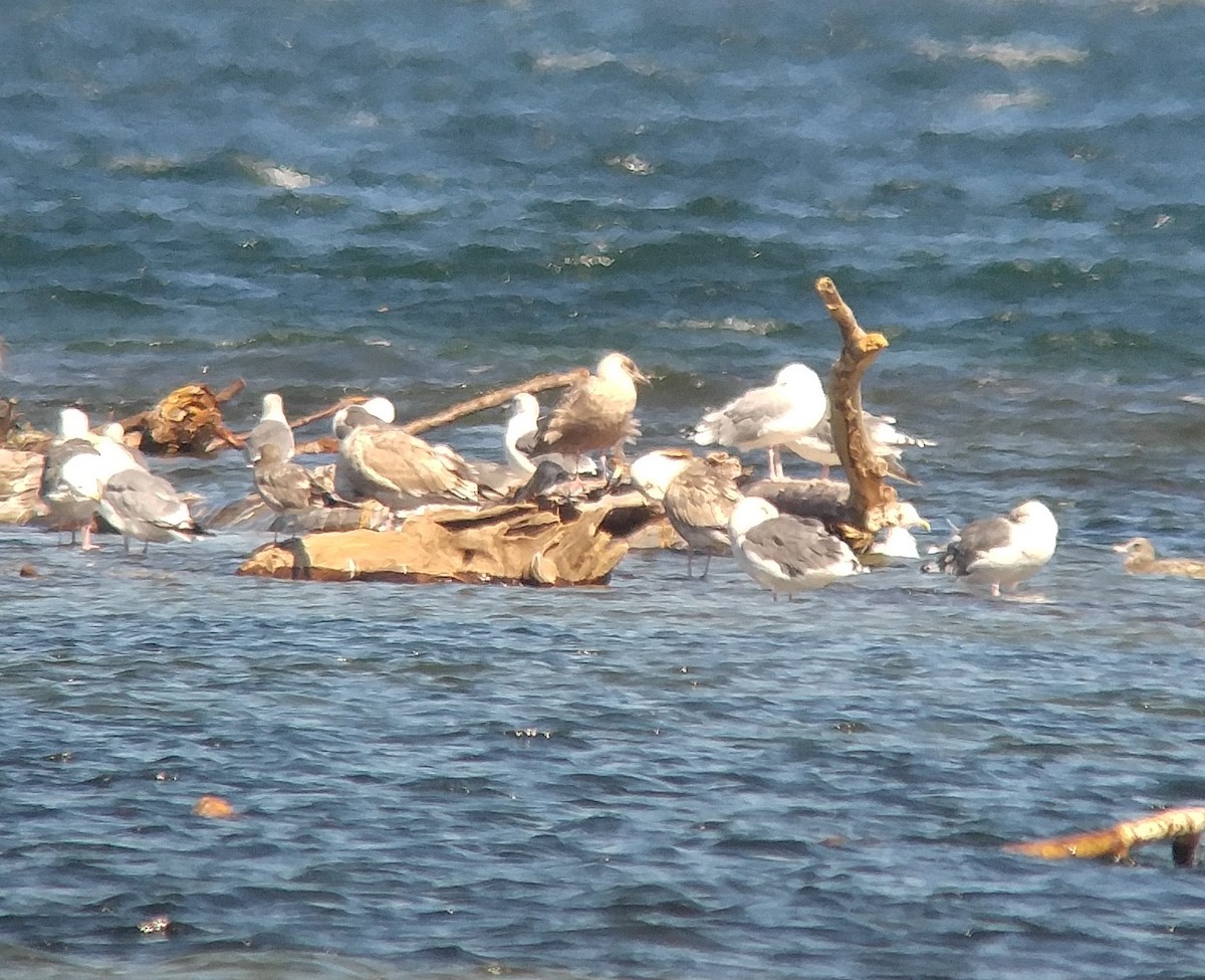 Herring Gull (Mongolian) - ML36440261