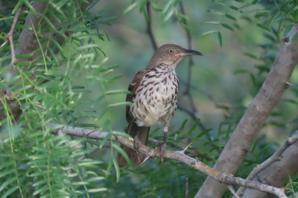 Long-billed Thrasher - ML364403391