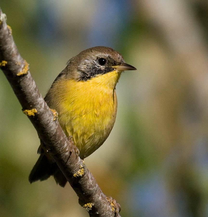 Common Yellowthroat - Greg Gillson