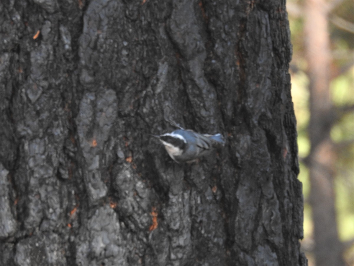 White-breasted Nuthatch - Erik Bergman