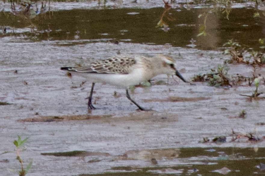 Semipalmated Sandpiper - ML364406951