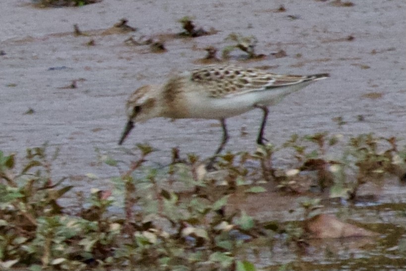 Semipalmated Sandpiper - ML364406961