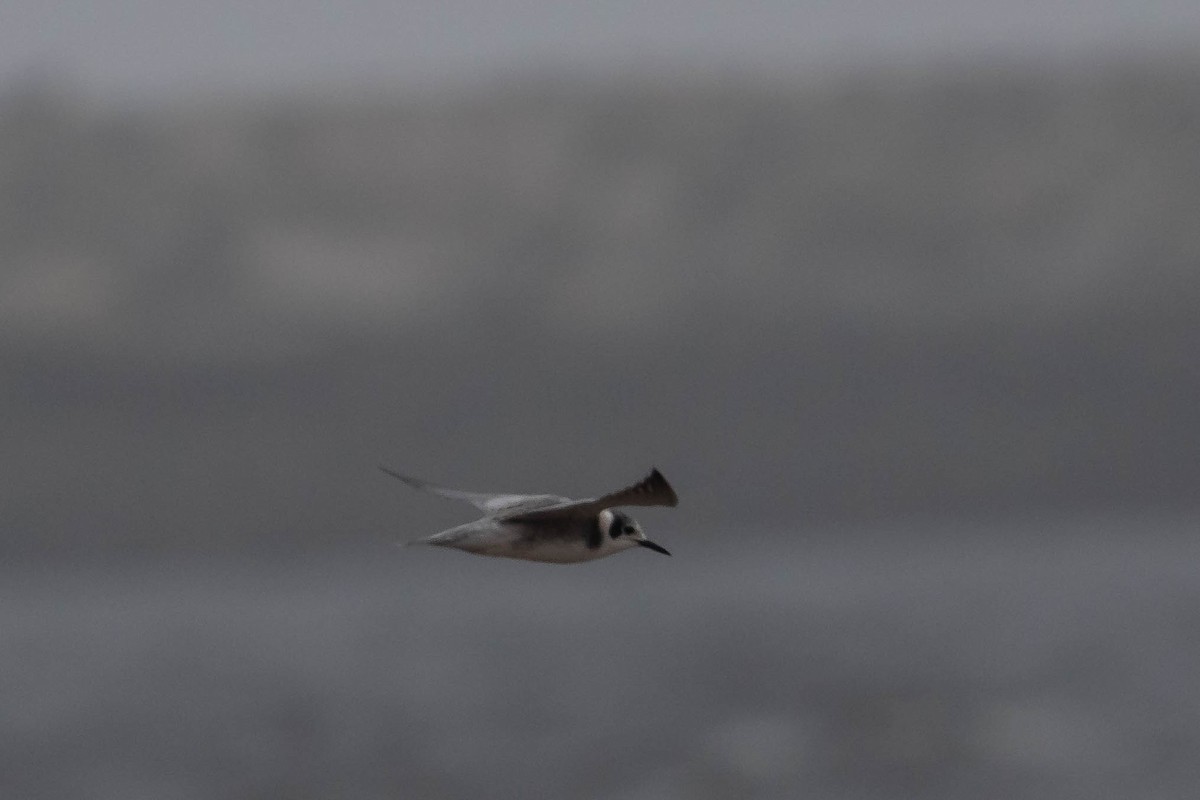 Black Tern - ML364407011