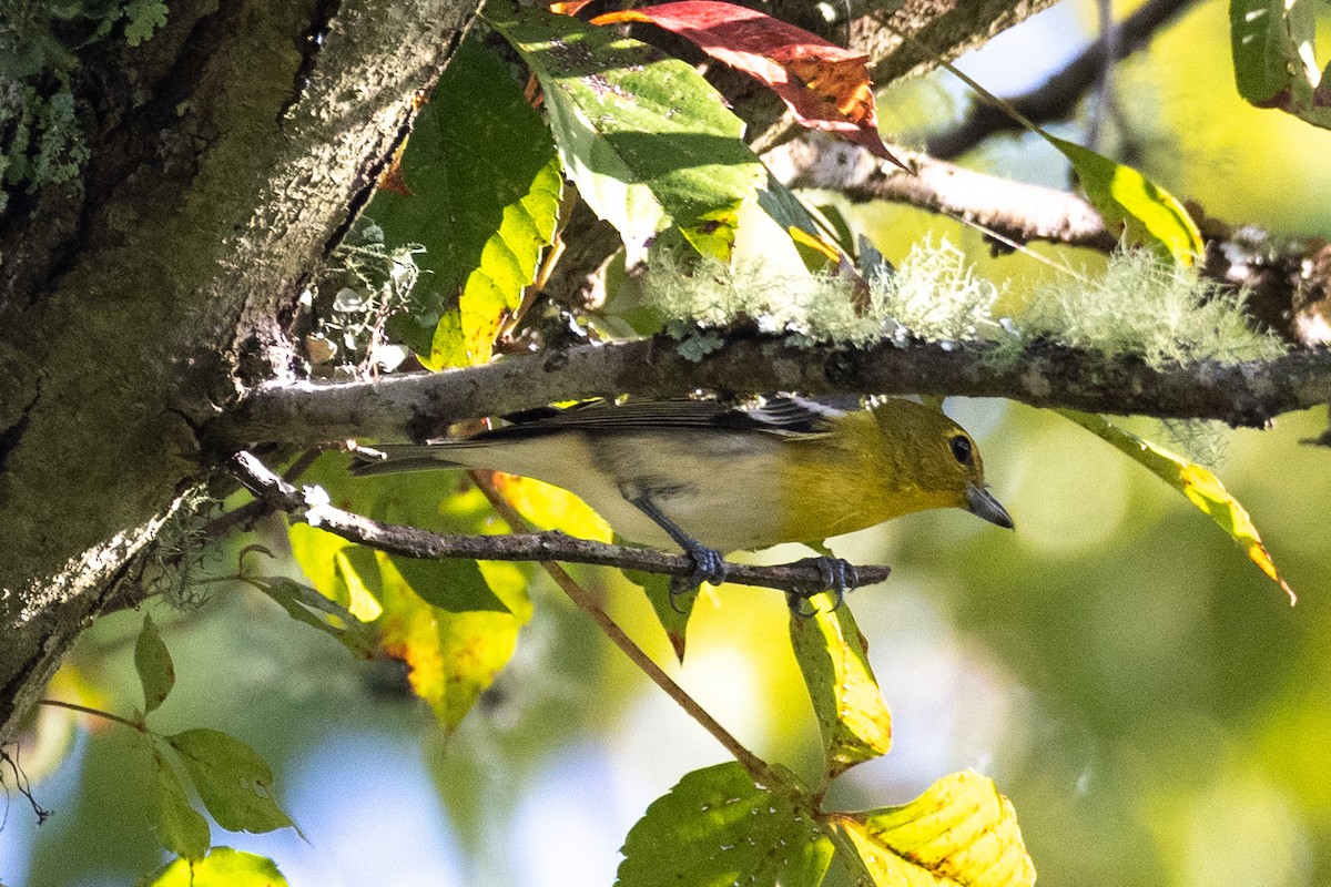 Yellow-throated Vireo - ML364408181
