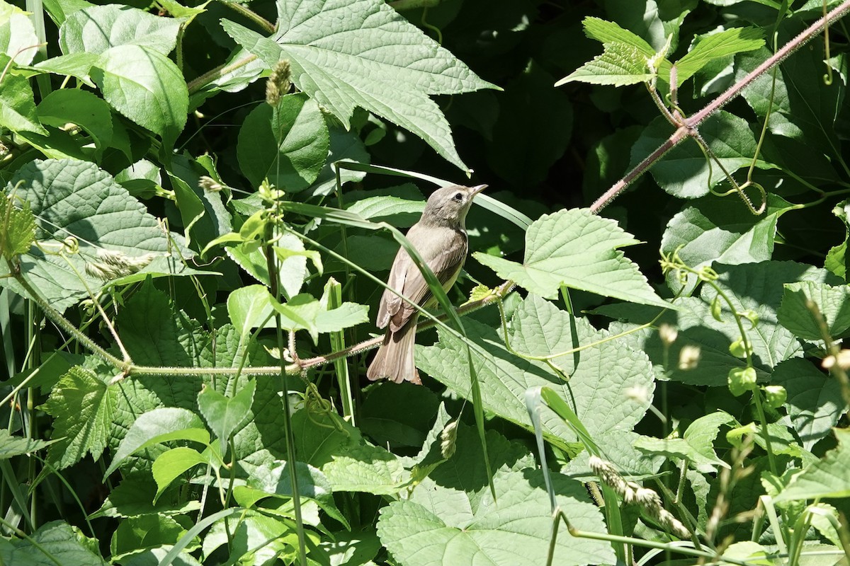 Warbling Vireo - ML364408231