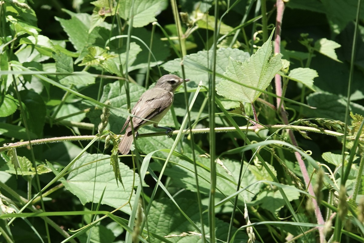 Warbling Vireo - ML364408641