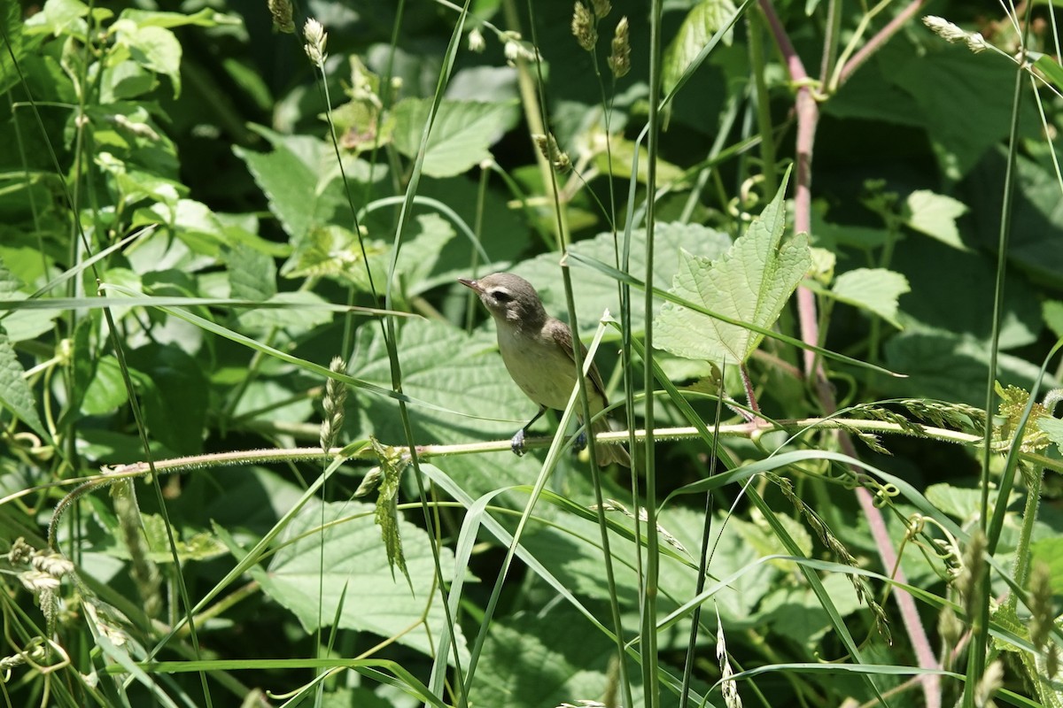 Warbling Vireo - ML364409141