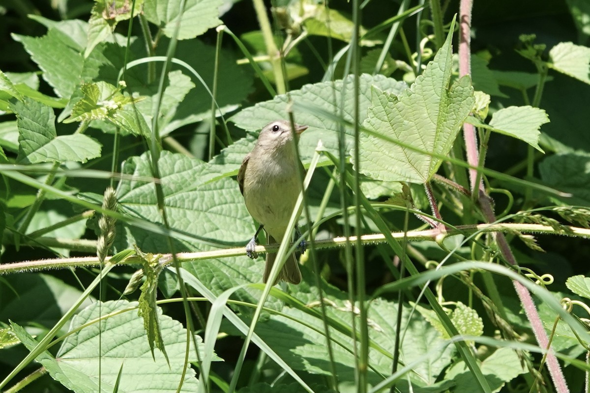 Warbling Vireo - ML364409301
