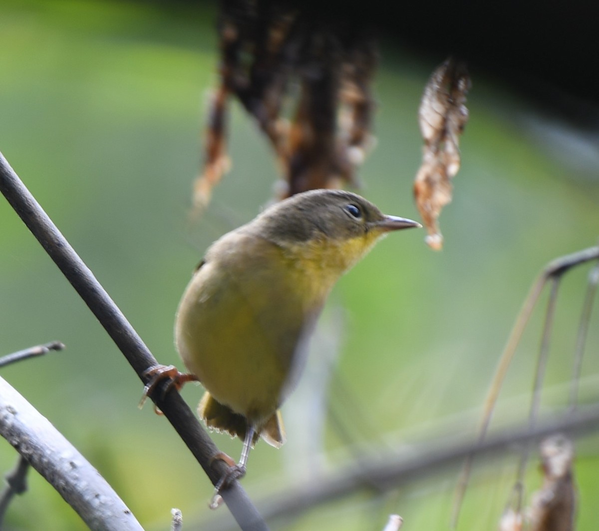 Common Yellowthroat - ML364409391