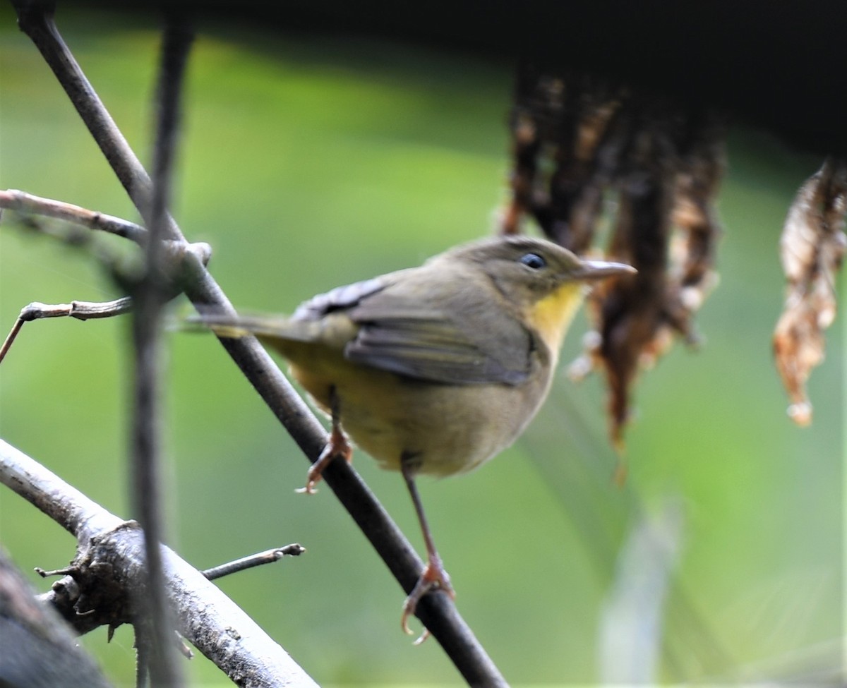 Common Yellowthroat - ML364409451