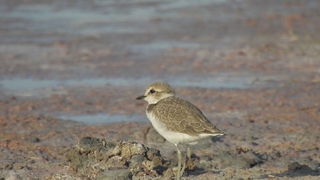 Kentish Plover - ML364409821