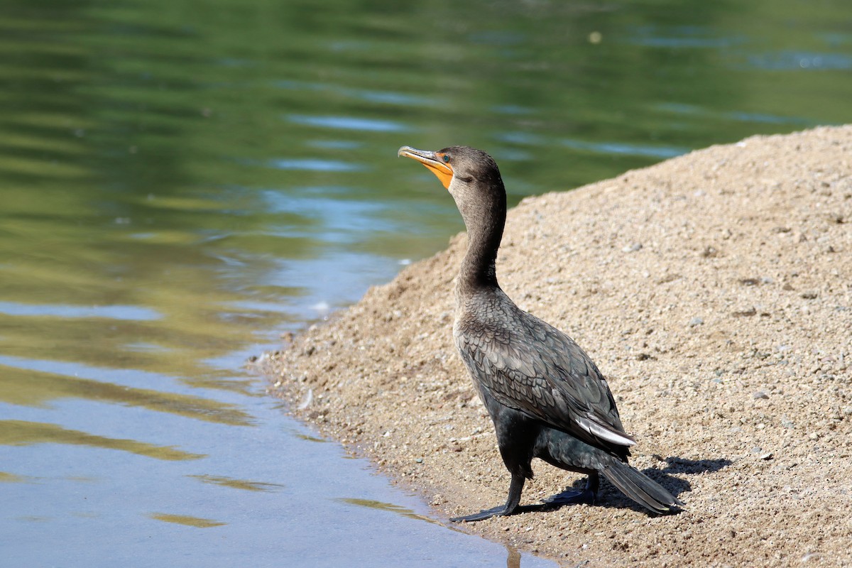 Double-crested Cormorant - ML364409961