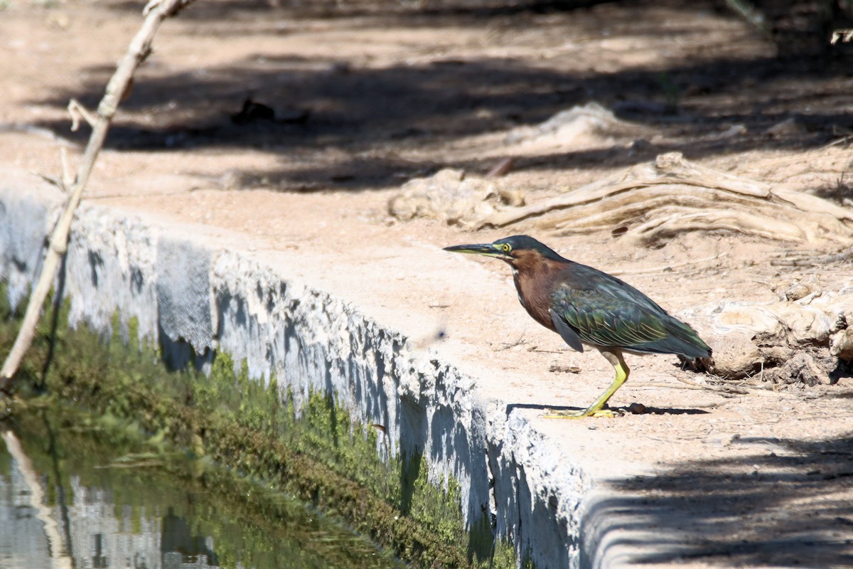 Green Heron - ML364409971