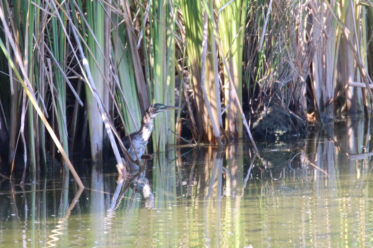 Green Heron - ML364409981