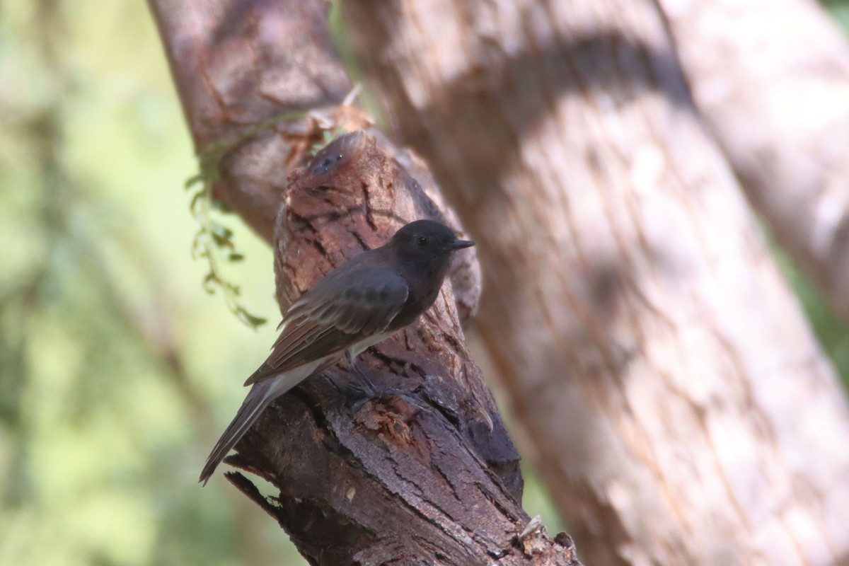 Black Phoebe - ML364409991