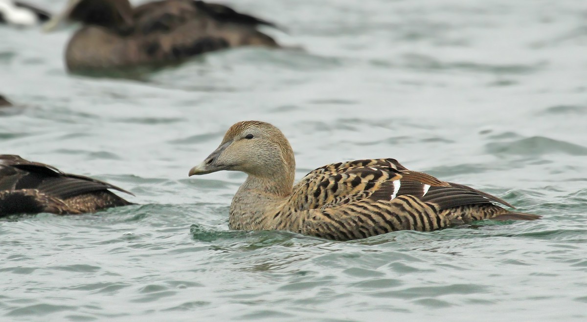 Common Eider (Northern) - Ryan Schain