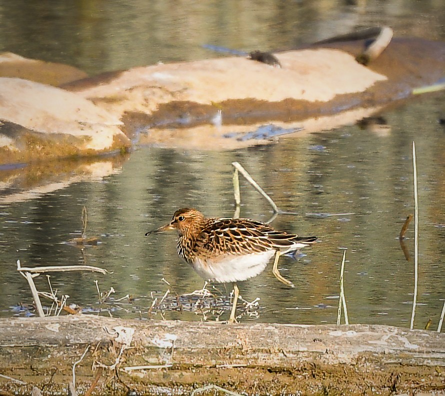 Pectoral Sandpiper - ML364412271