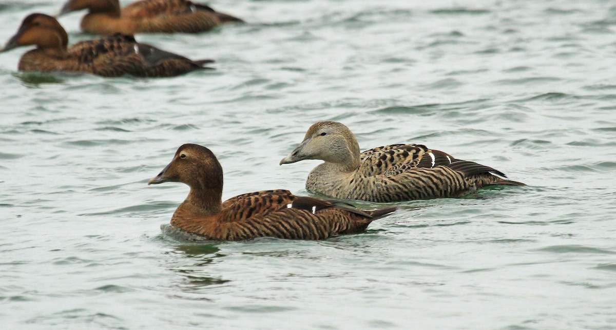 Common Eider (Northern) - ML36441231