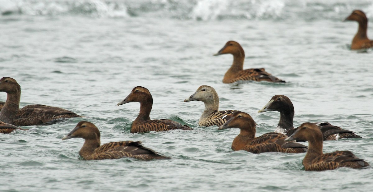 Common Eider (Northern) - Ryan Schain