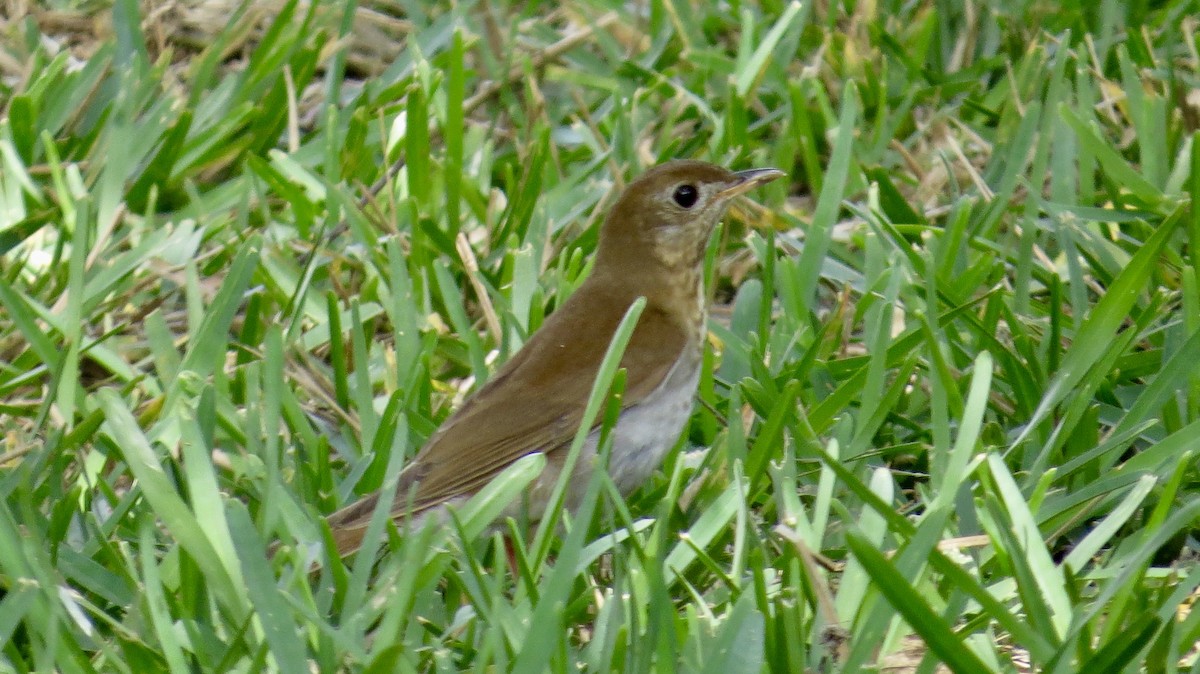 Veery - ML364412551