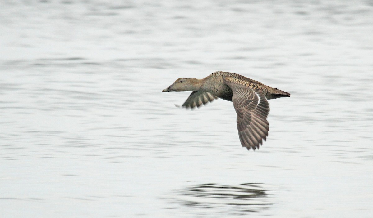 Eider arrunta (borealis) - ML36441261