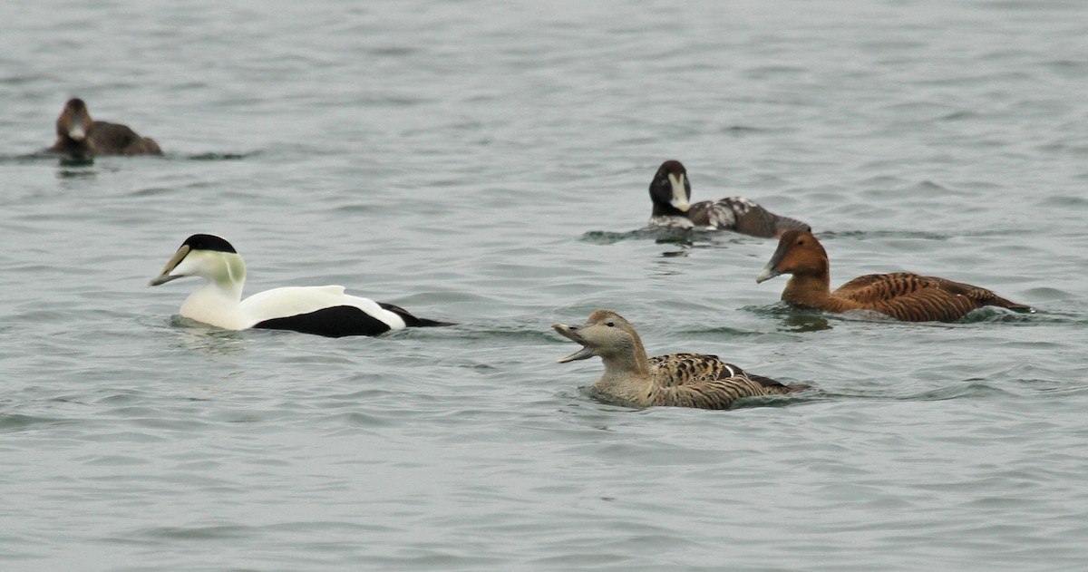 Eider arrunta (borealis) - ML36441301