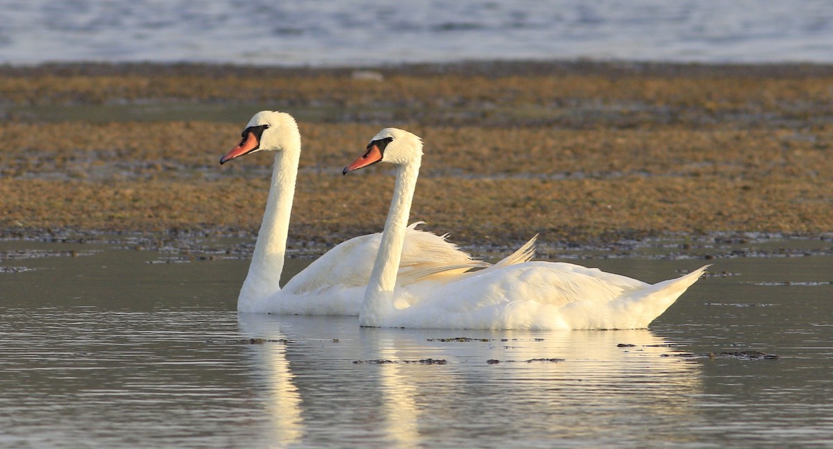 Mute Swan - Mehmet Kıran