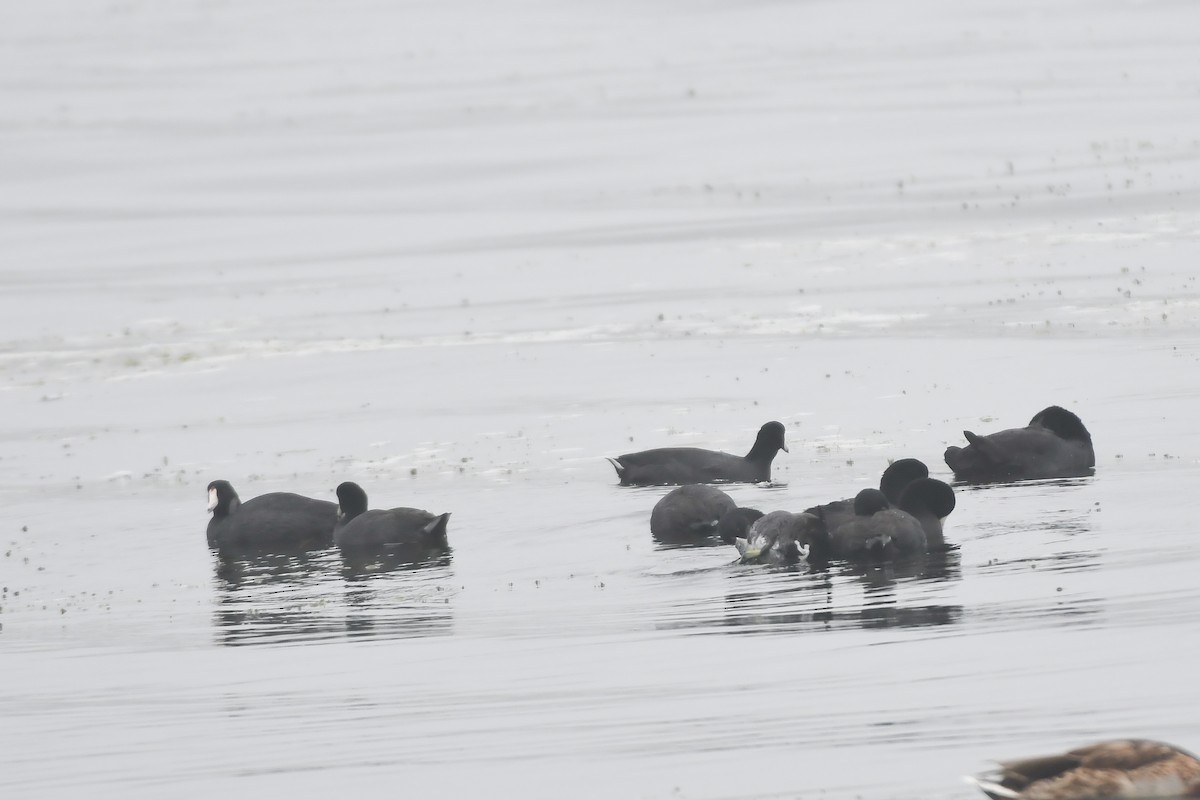 American Coot - ML364414181