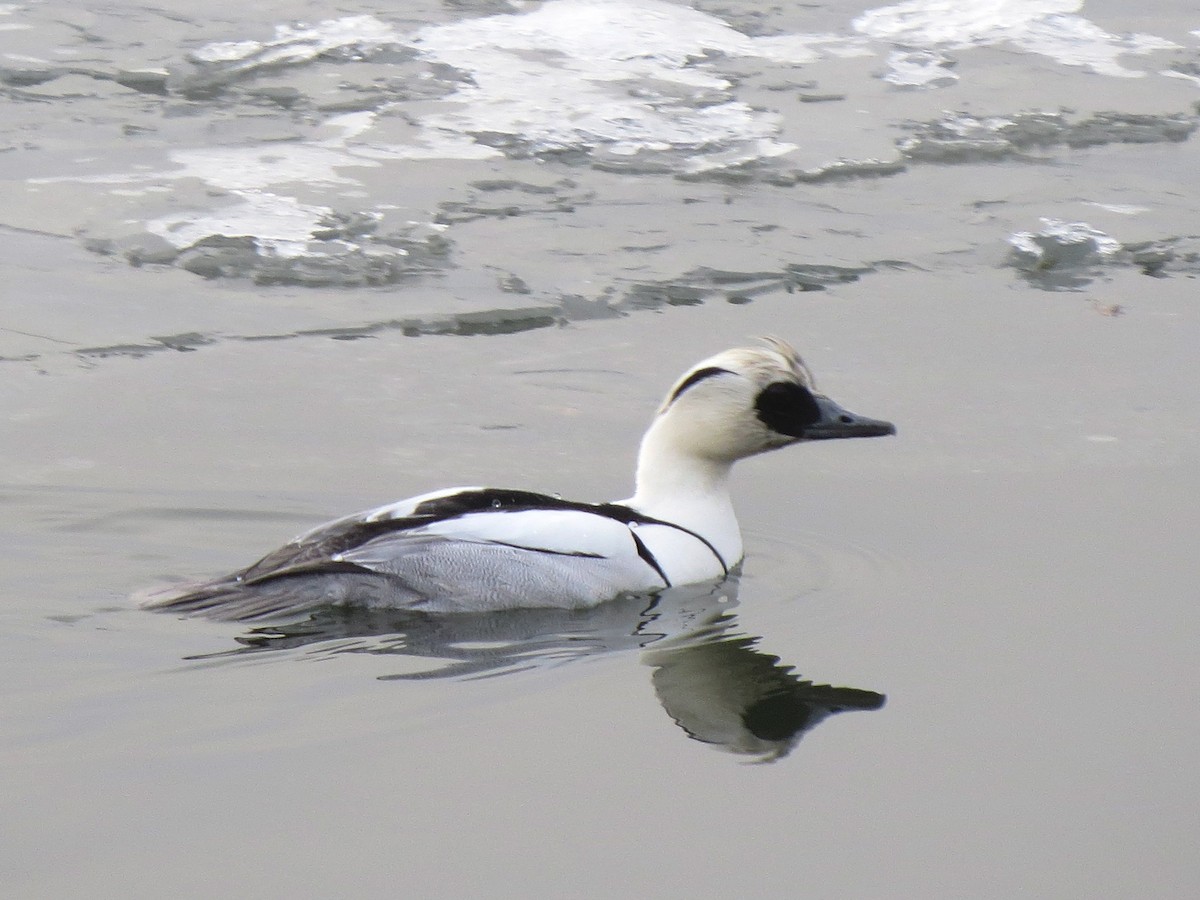 Smew - Peter Lacey