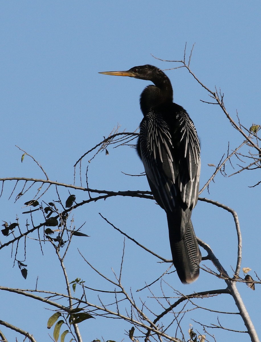 anhinga americká - ML364415001