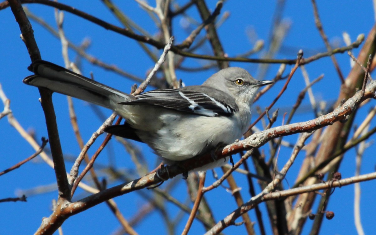 Northern Mockingbird - ML36441591