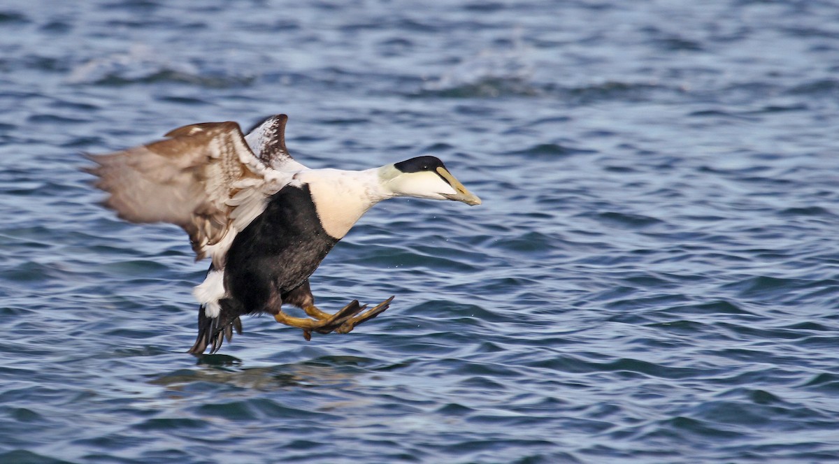 Eider arrunta (dresseri) - ML36441681