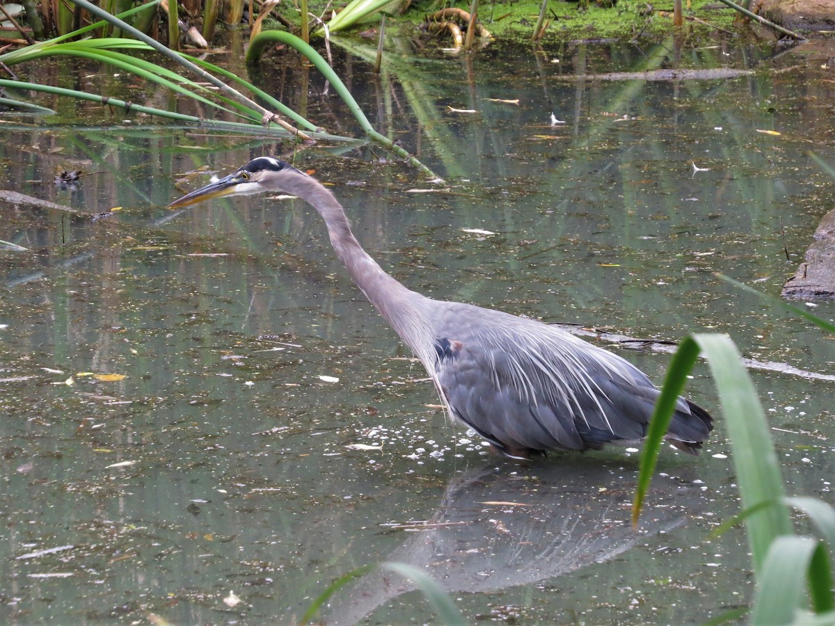 Great Blue Heron - ML364417141