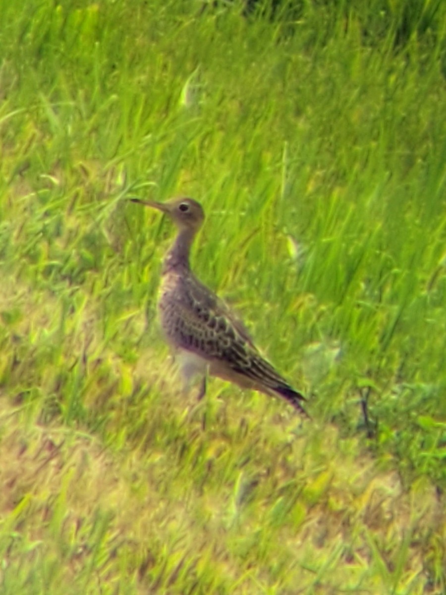 Upland Sandpiper - ML364417871