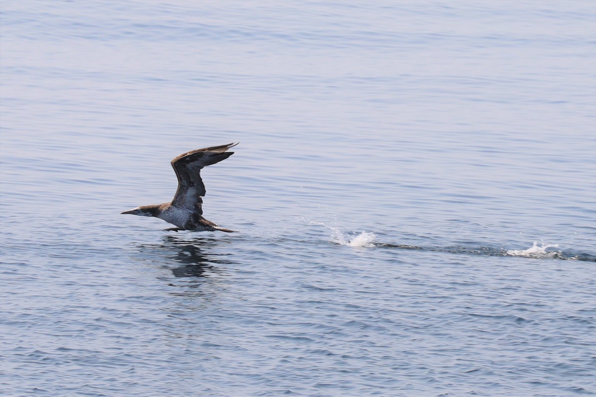 Northern Gannet - David Nelson