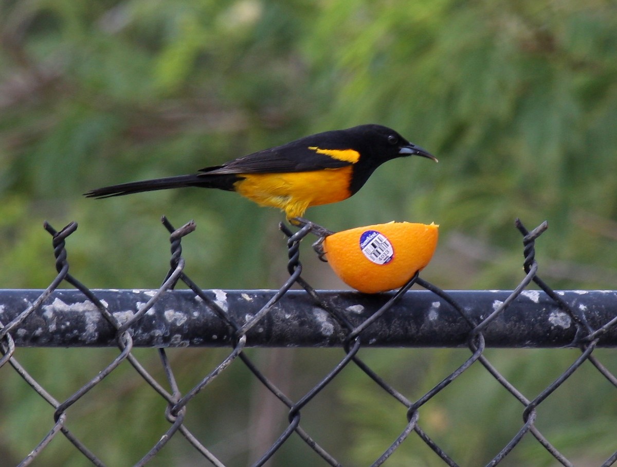 Black-vented Oriole - ML364419811