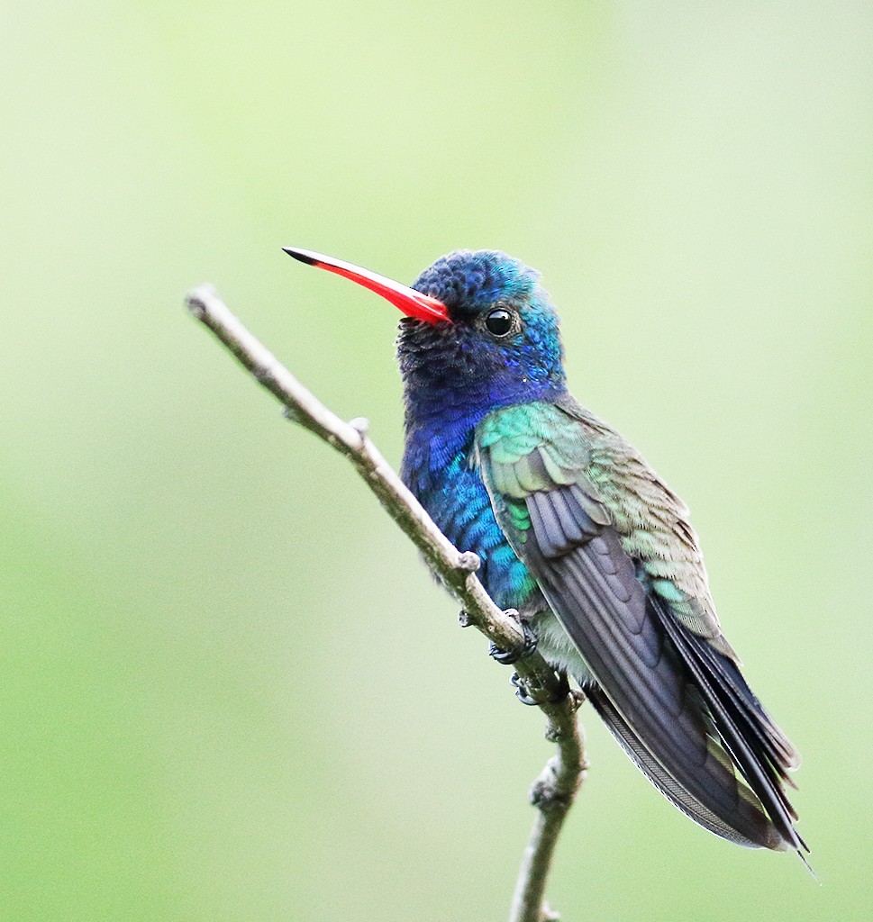 Colibrí Piquiancho de Guerrero - ML364421201