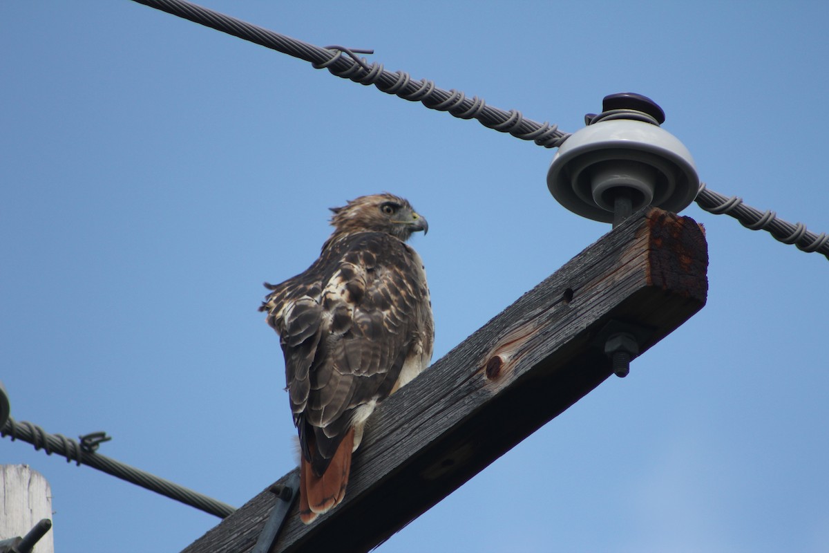 Red-tailed Hawk - Milan Kerby