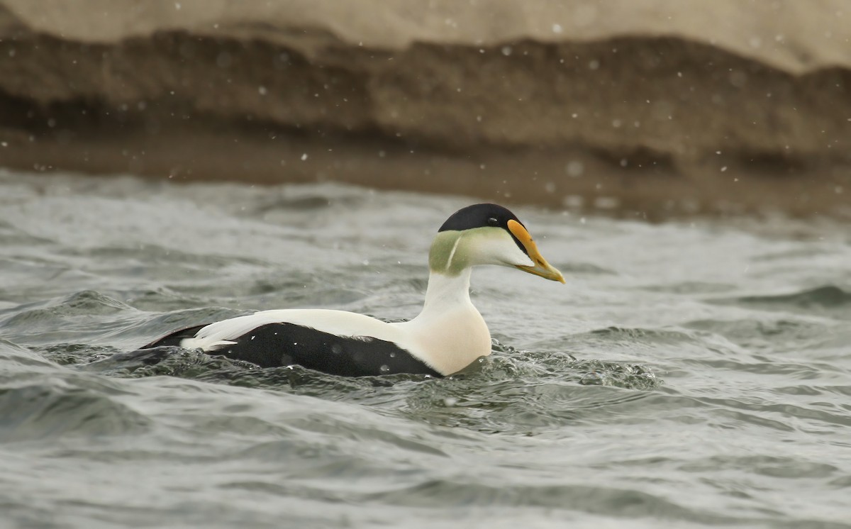 Common Eider (Dresser's) - Ryan Schain