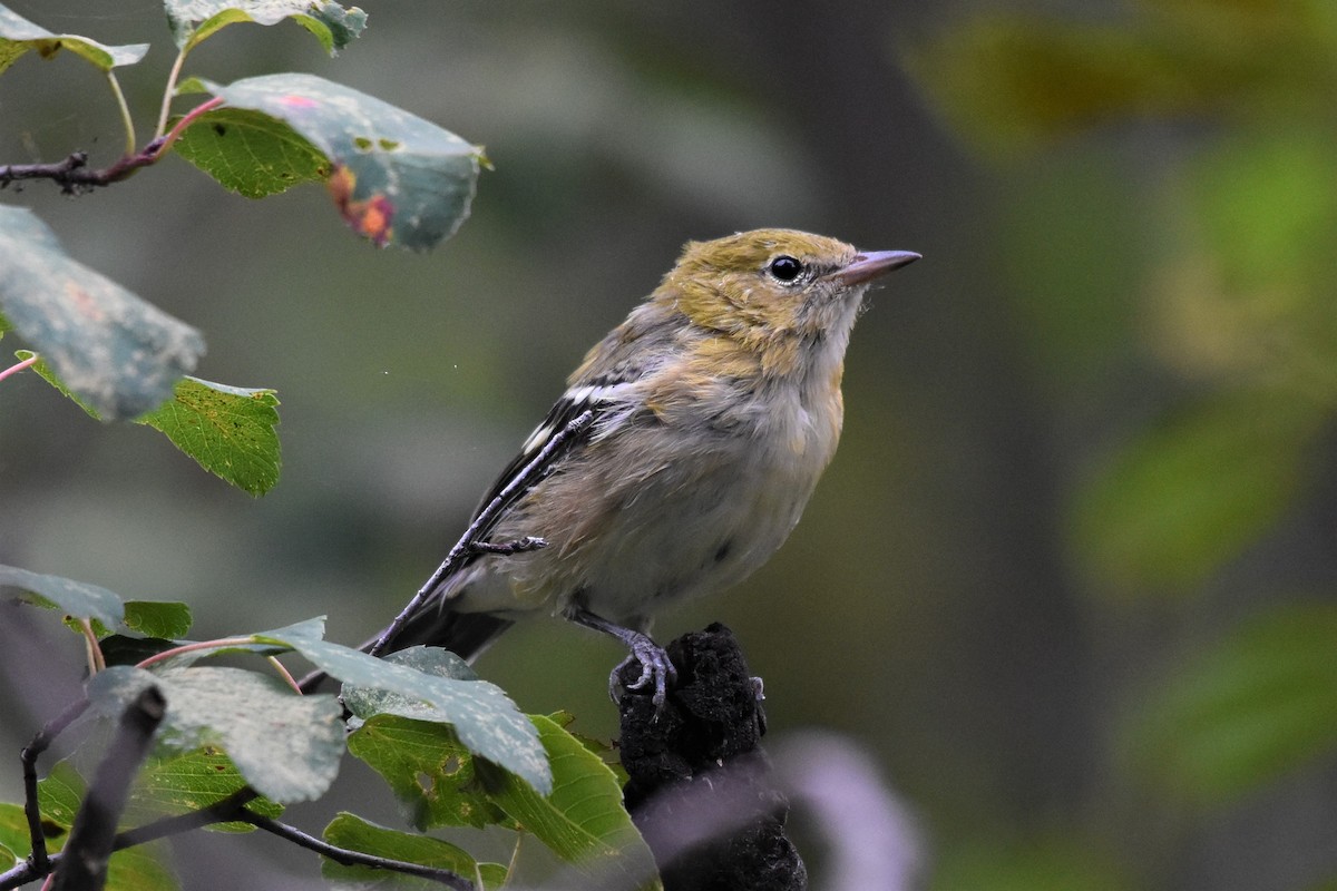 Bay-breasted Warbler - ML364422341