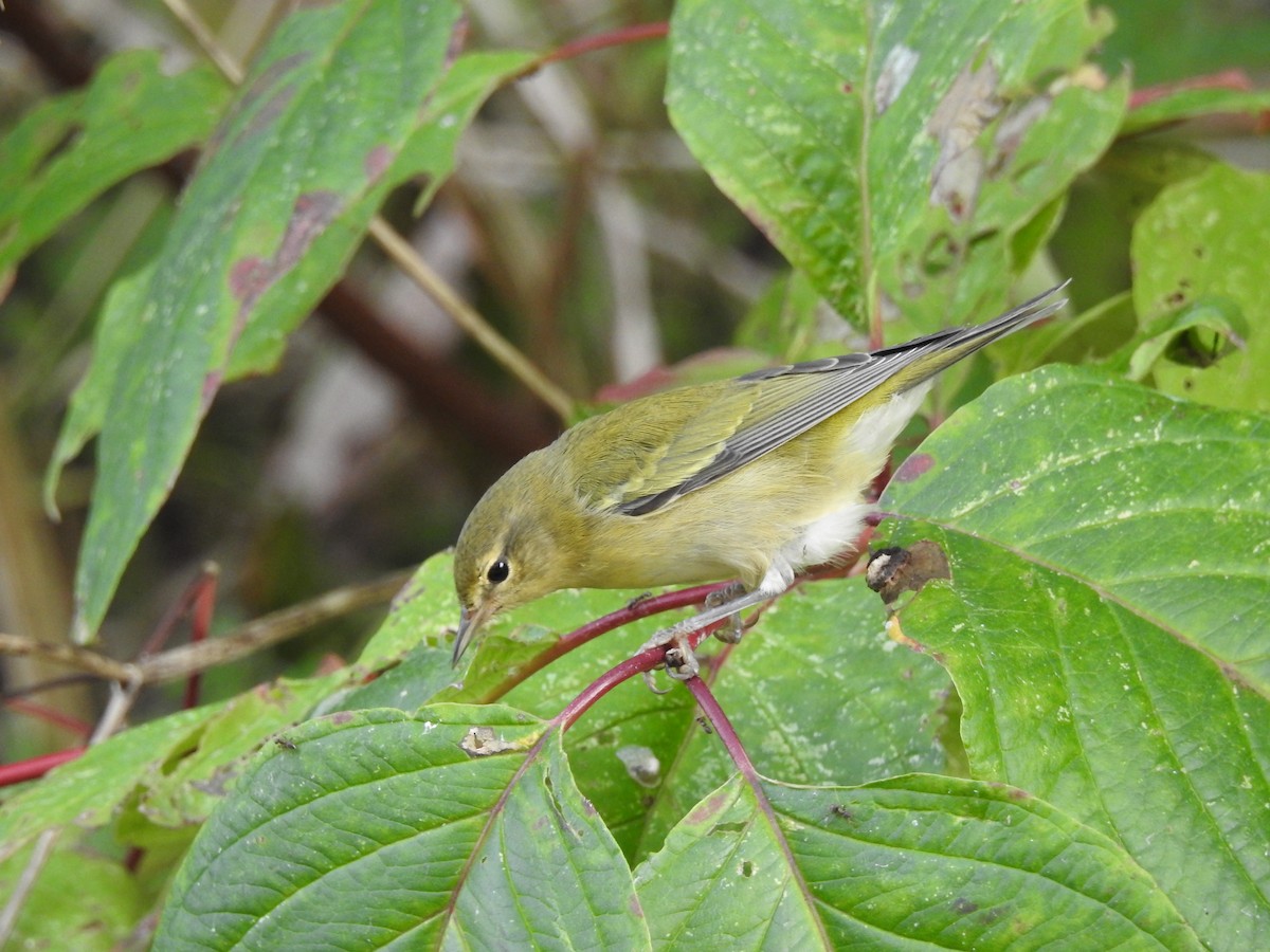 Tennessee Warbler - ML36442341