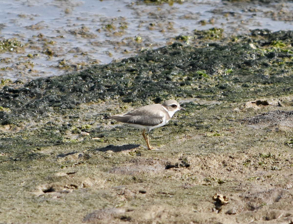 Semipalmated Plover - Anders Price