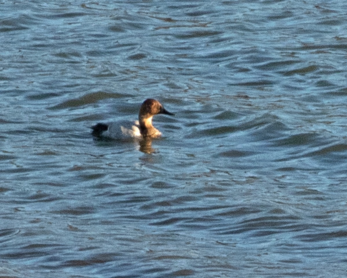 Canvasback - ML364423821