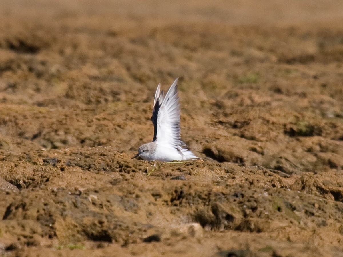 Red-necked Stint - ML36442491