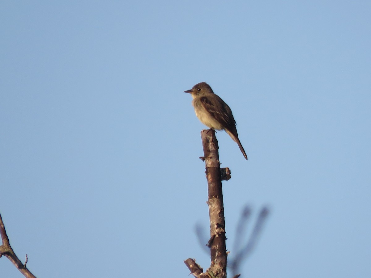 Eastern Wood-Pewee - ML364425401