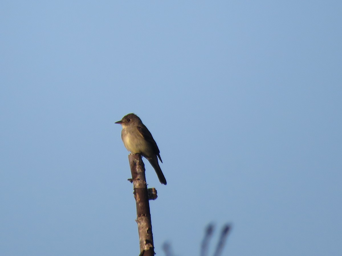 Eastern Wood-Pewee - ML364425411